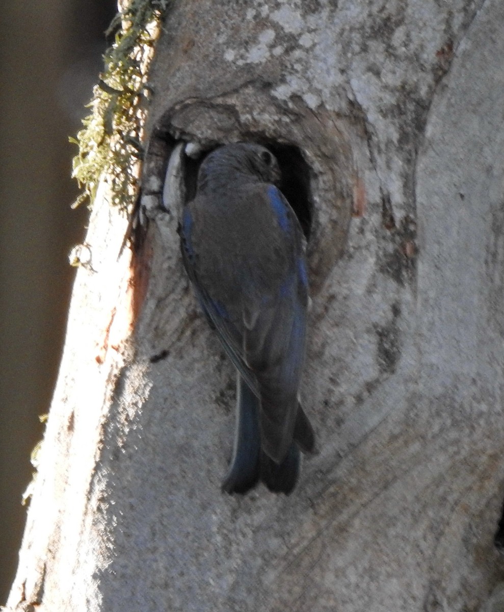 Western Bluebird - ML237852031