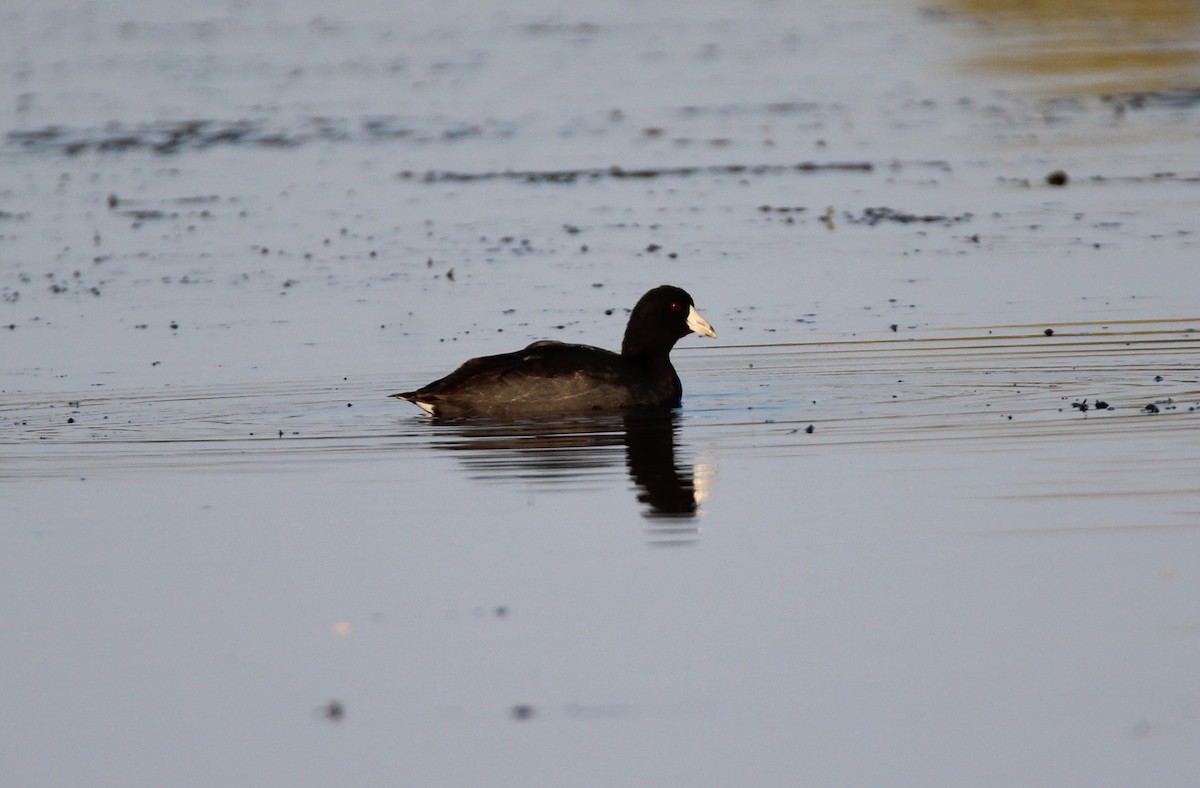 American Coot - ML237852101