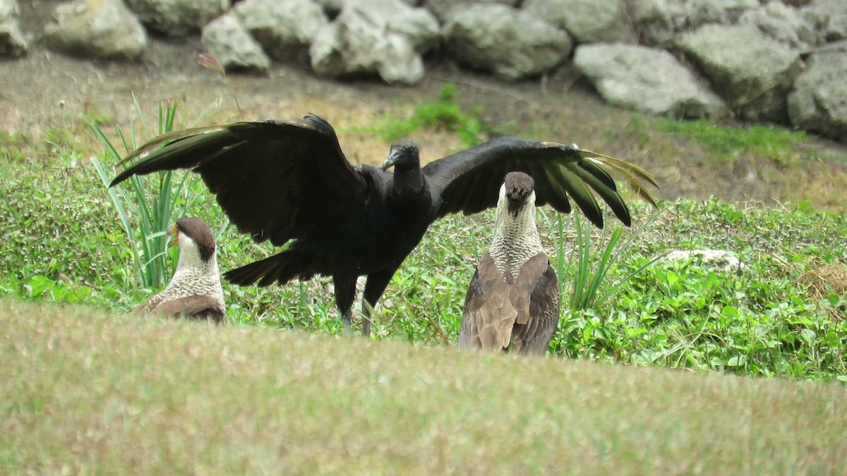 Black Vulture - robert wellens