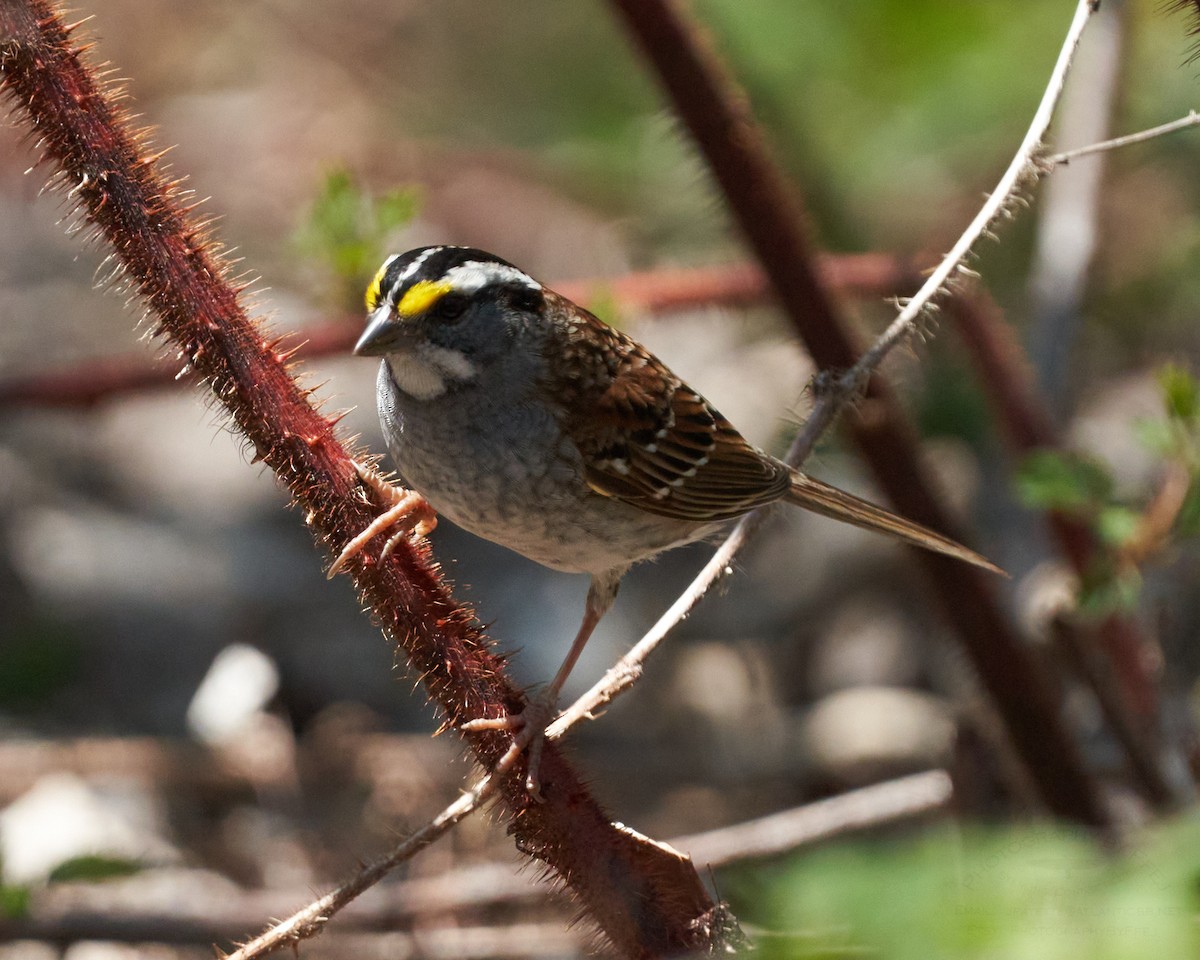 White-throated Sparrow - ML237853661