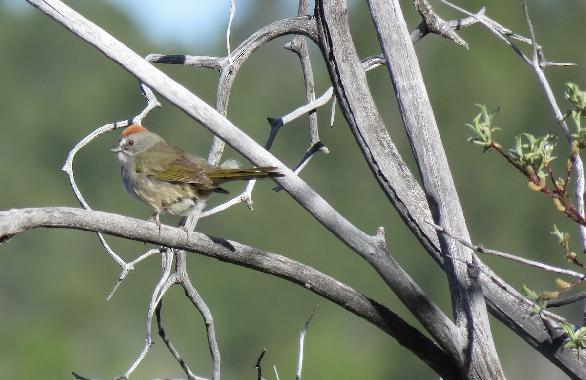 Green-tailed Towhee - Anne Pellegrini