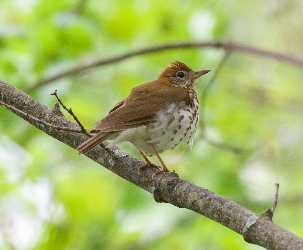 Wood Thrush - ML237854081