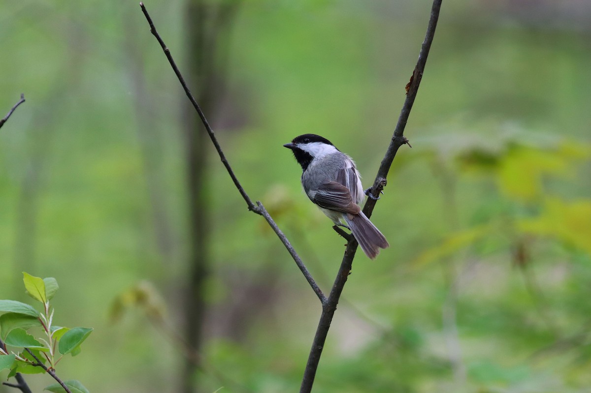 Mésange à tête noire - ML237854551