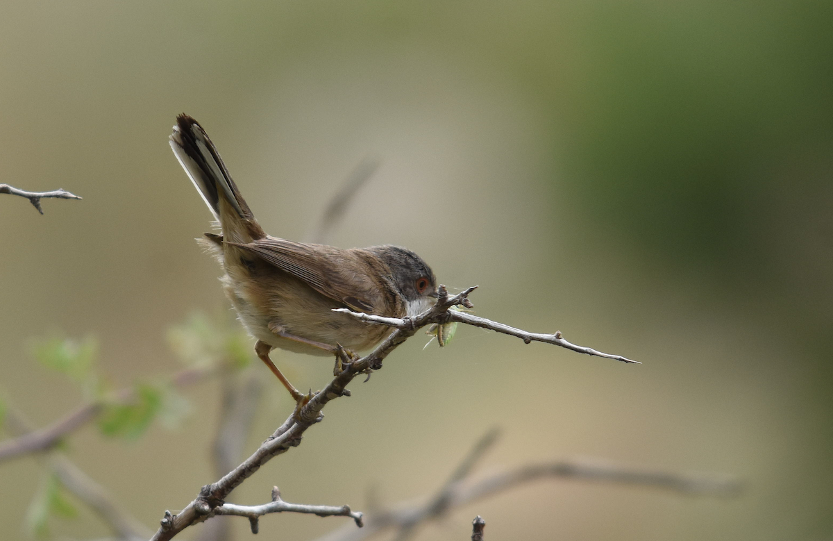 pěnice bělohrdlá - ML237855561