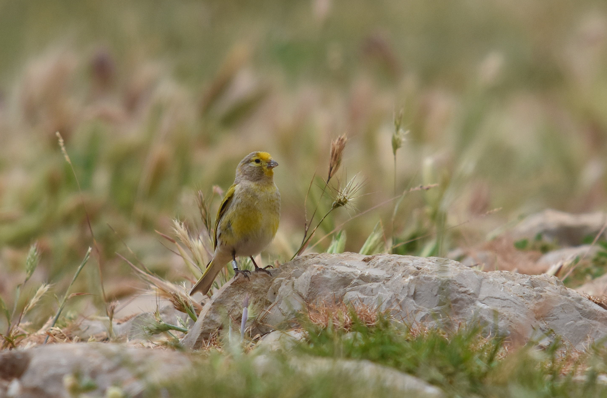 zvonohlík levantský - ML237855691