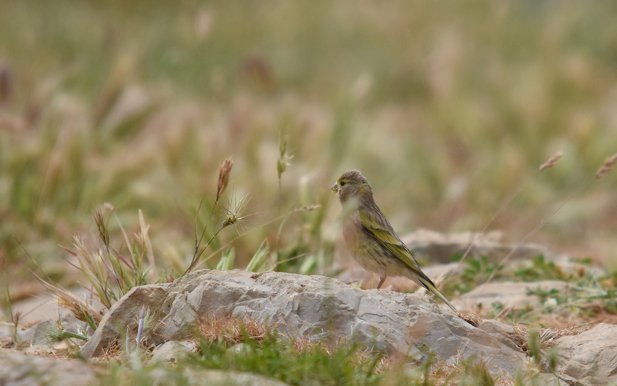 zvonohlík levantský - ML237855741