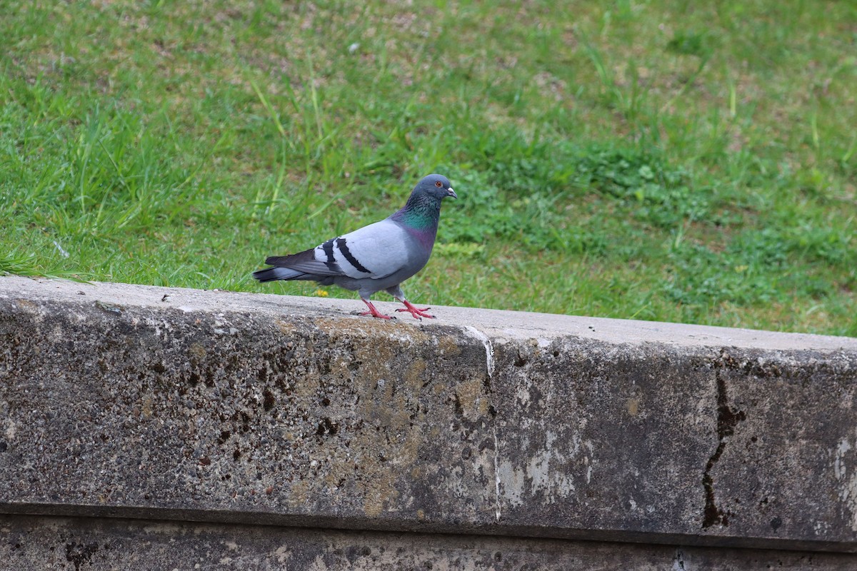 Rock Pigeon (Feral Pigeon) - Sarah Webb