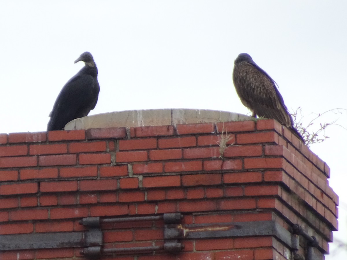 Black Vulture - Anonymous