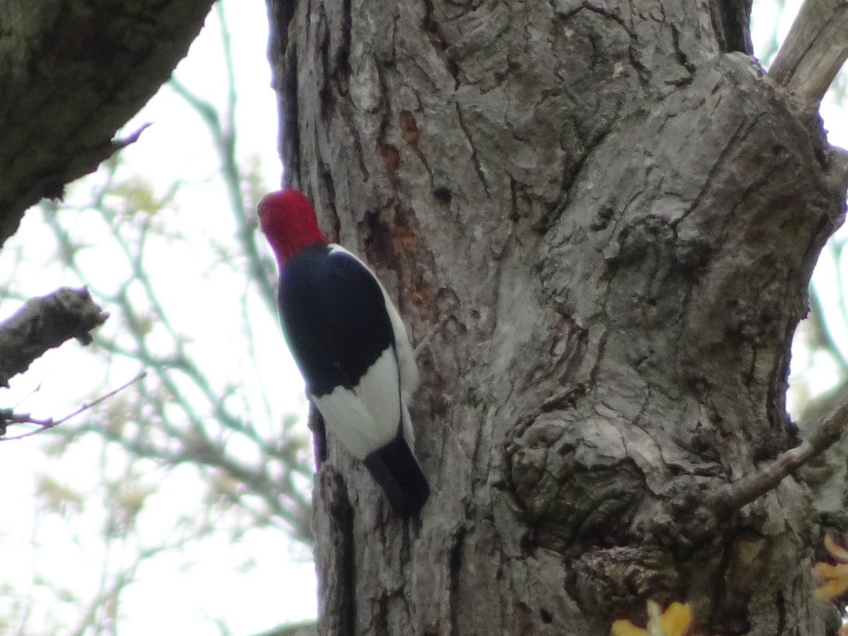 Red-headed Woodpecker - Anonymous