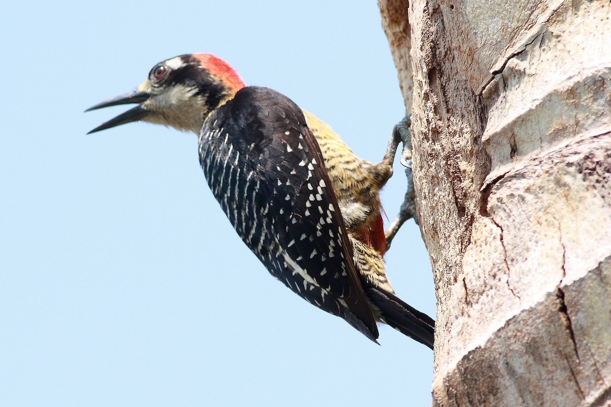 Black-cheeked Woodpecker - ML237858261