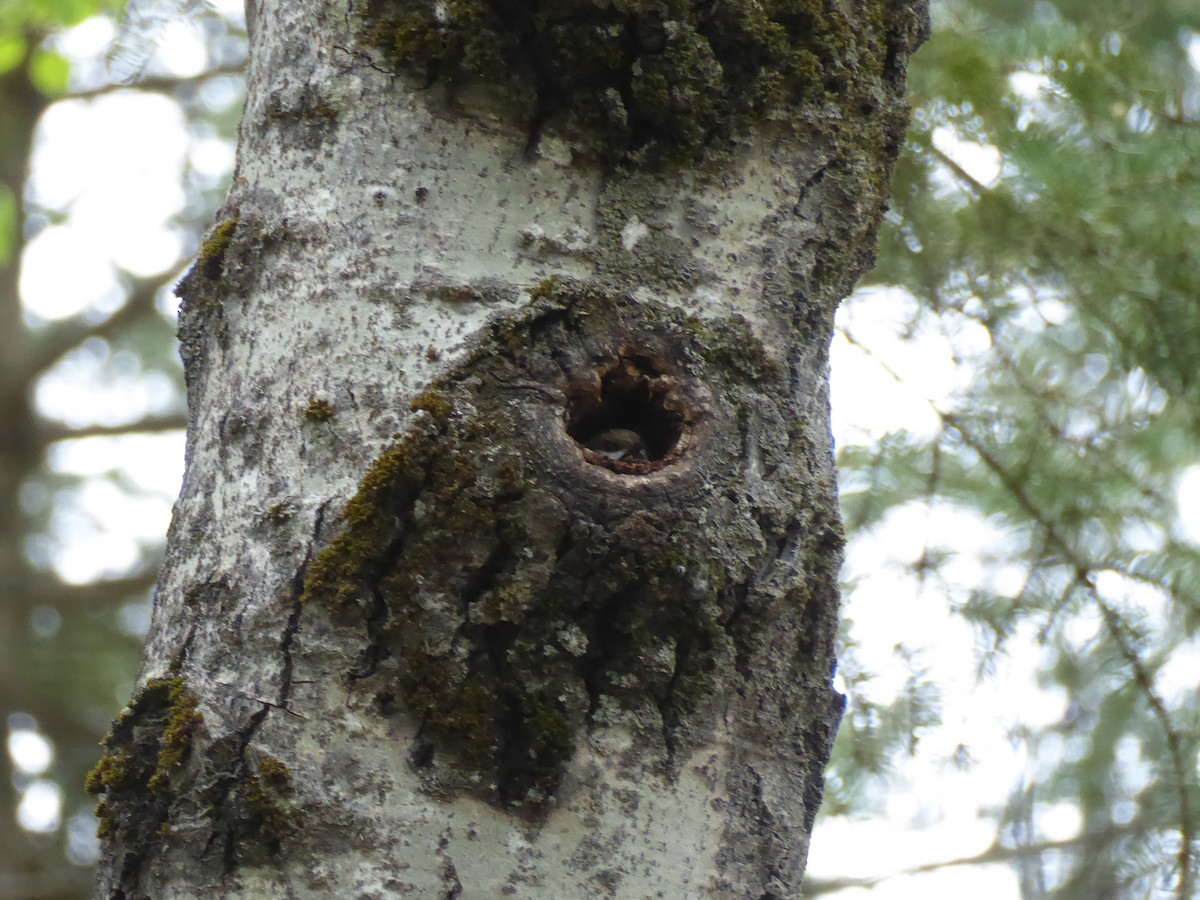 Boreal Chickadee - John Lundgren