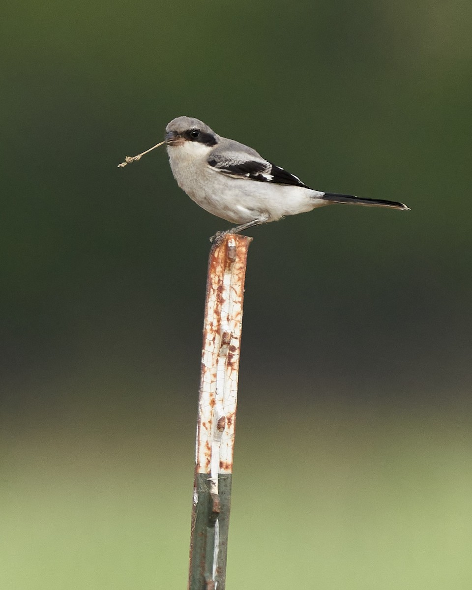 Loggerhead Shrike - ML237861931