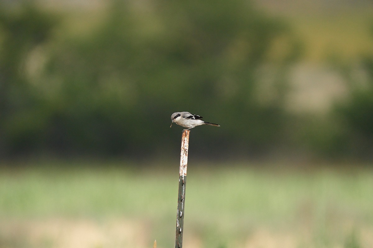 Loggerhead Shrike - ML237862021