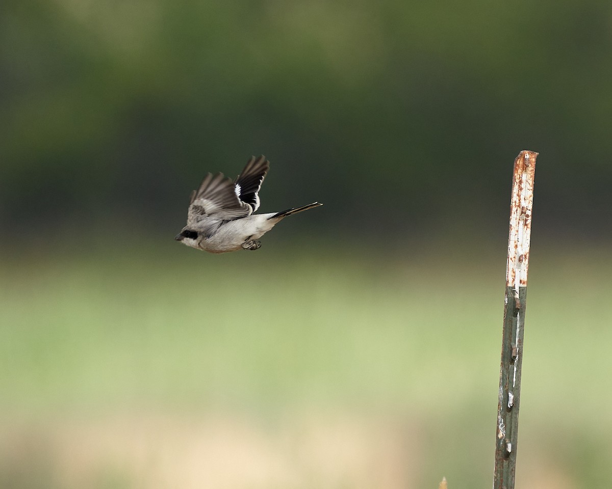 Loggerhead Shrike - ML237862031