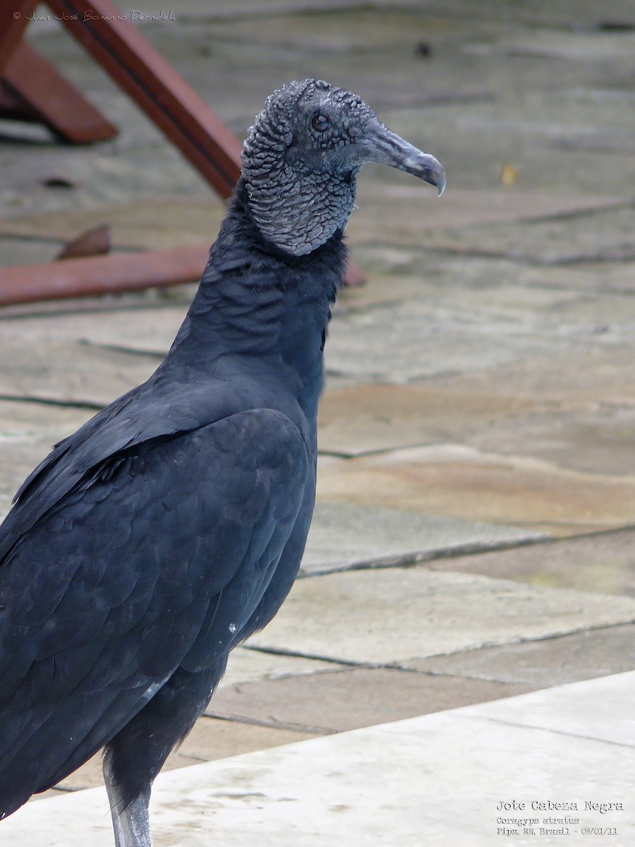 Black Vulture - ML237863431