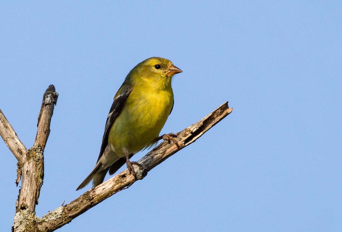 American Goldfinch - ML237864101