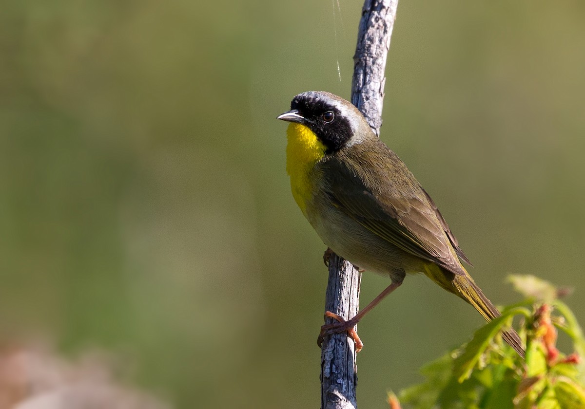 Common Yellowthroat - Suzanne Labbé