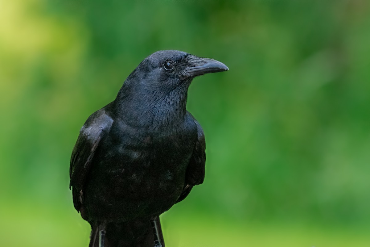 Fish Crow - Mary Fredenburgh