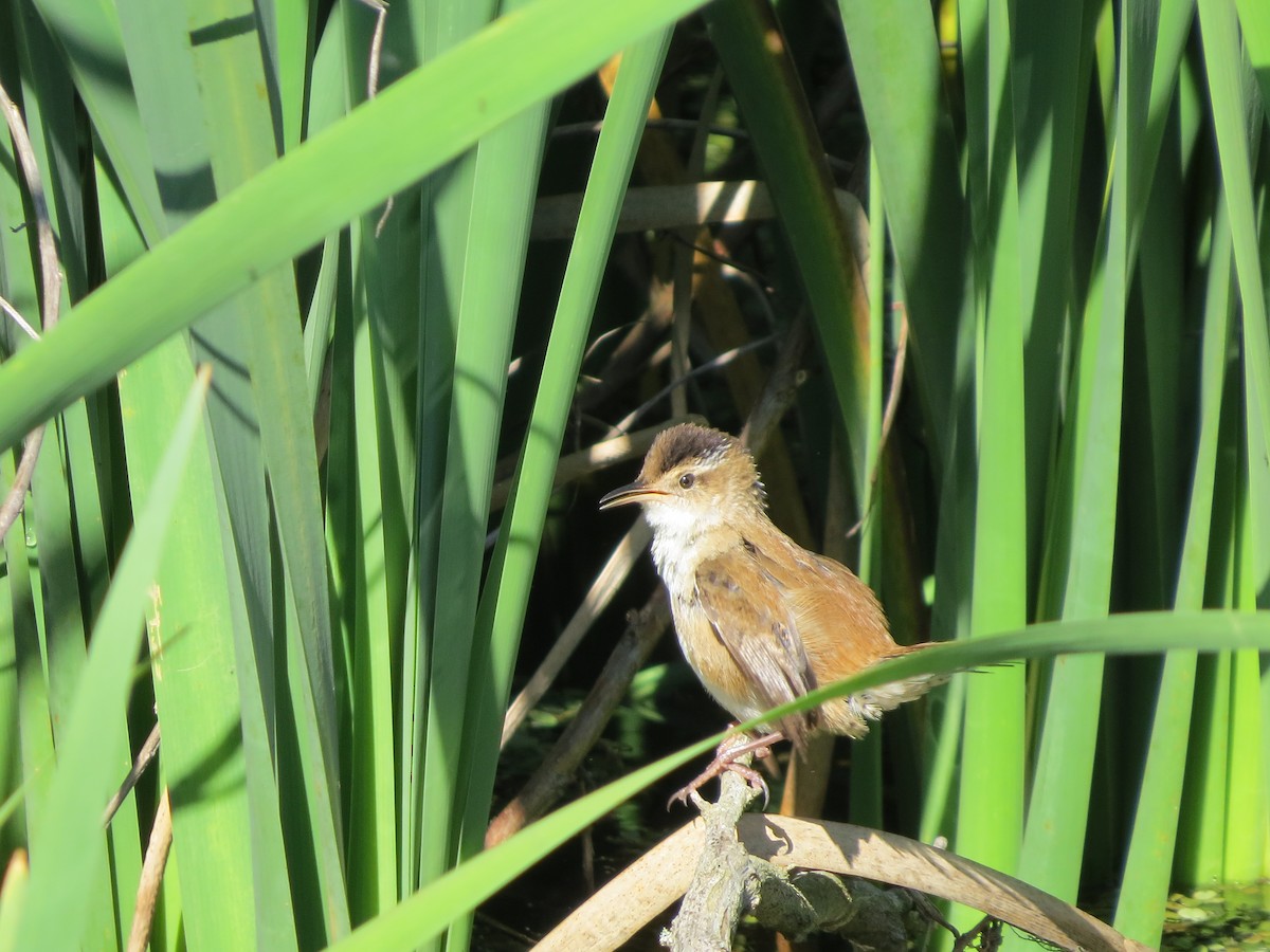 Marsh Wren - ML23786501