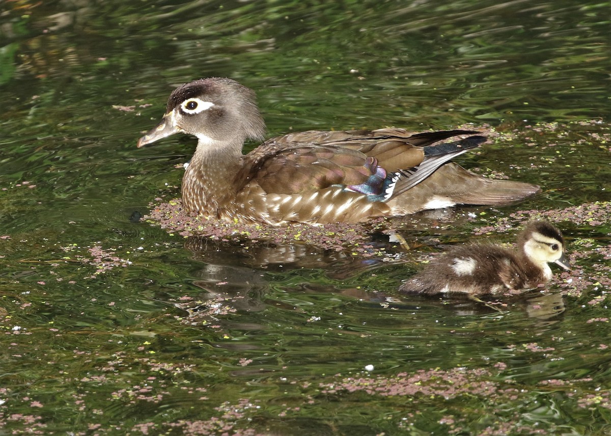 Wood Duck - ML237865271