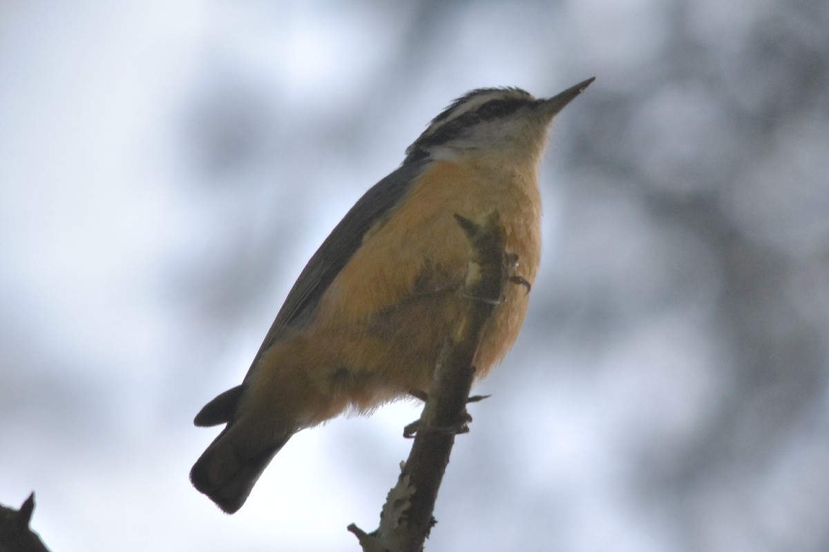 Red-breasted Nuthatch - ML237865281