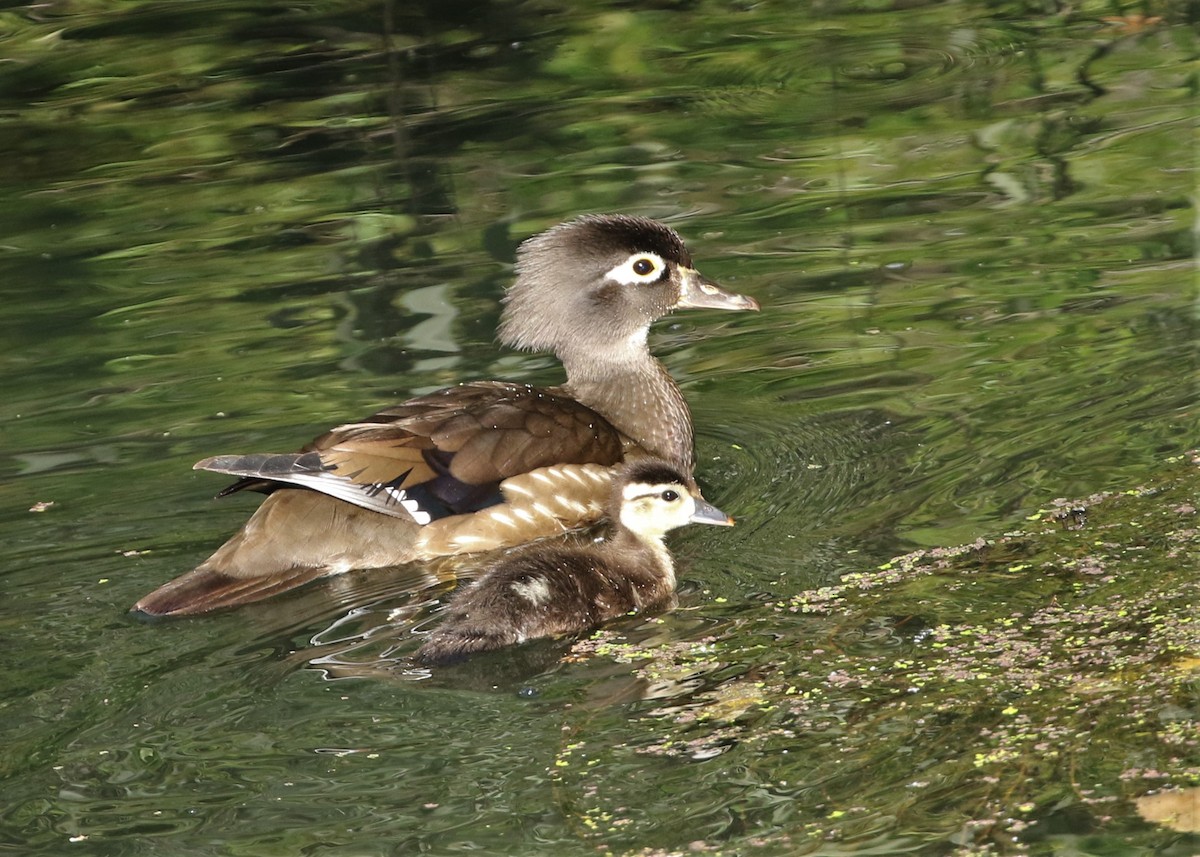 Wood Duck - ML237865311