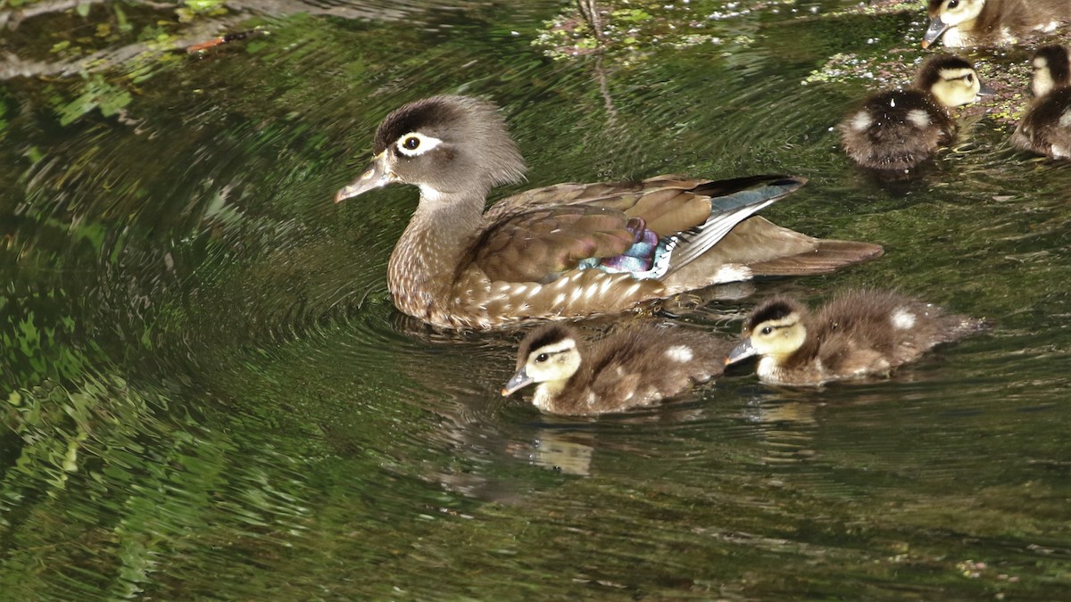 Wood Duck - ML237865331