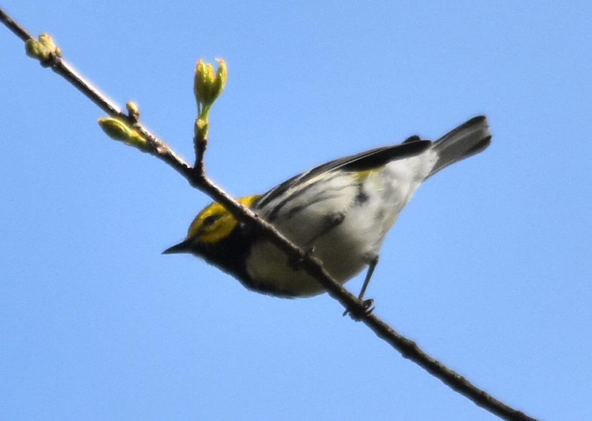 Black-throated Green Warbler - ML237865461