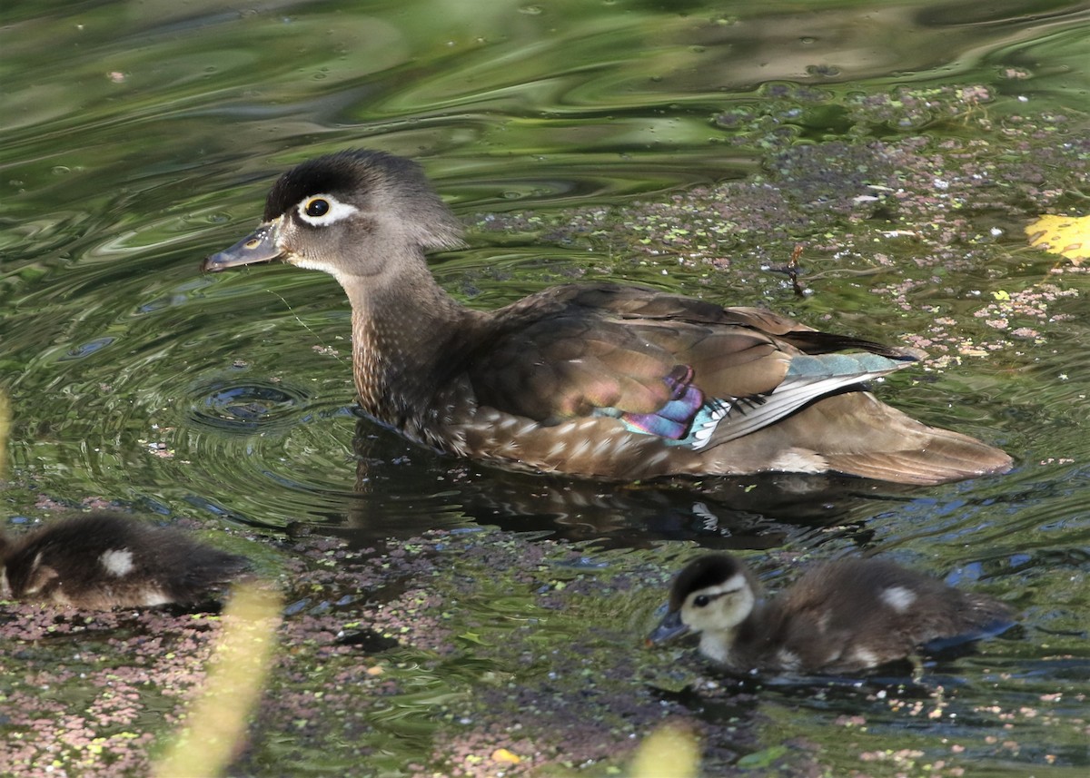 Wood Duck - ML237866121