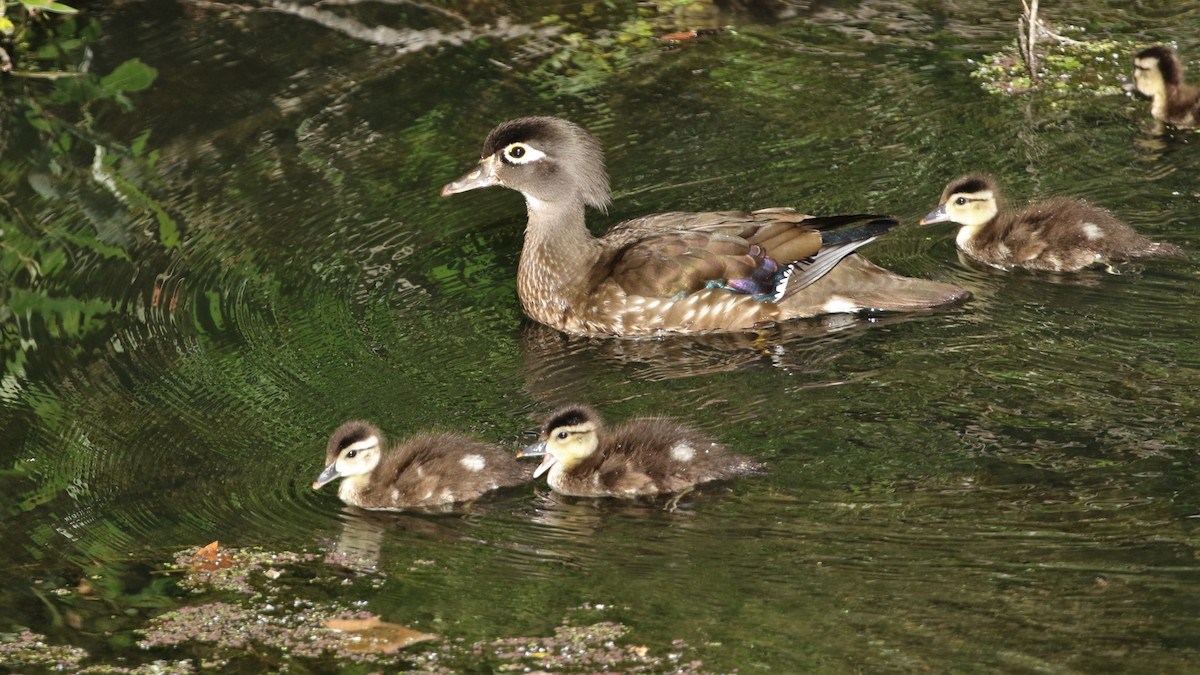 Wood Duck - ML237866221