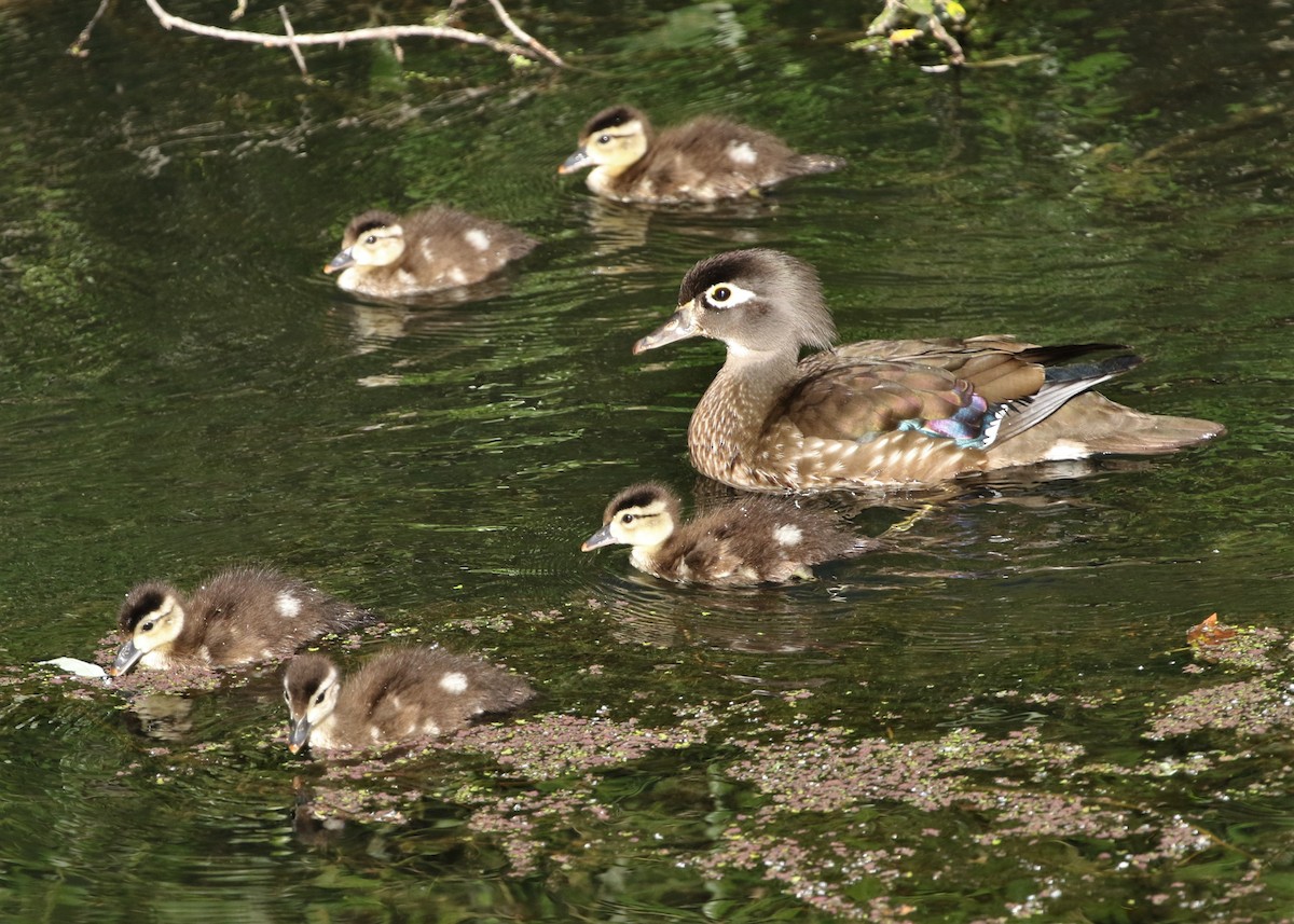 Wood Duck - ML237866401