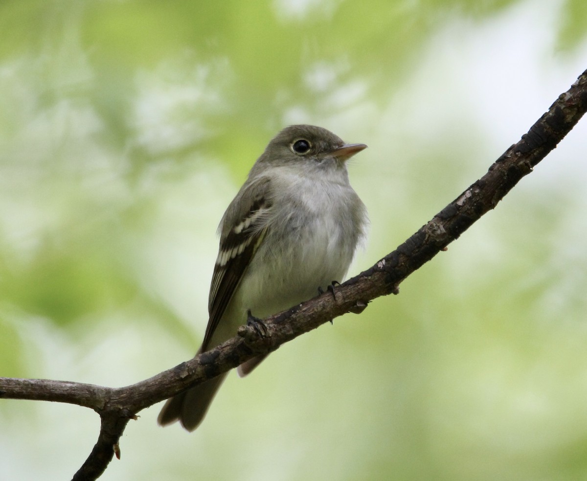 Acadian Flycatcher - ML237867711