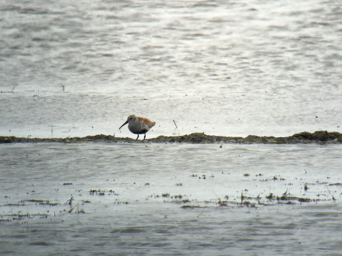 Txirri arrunta - ML237867801