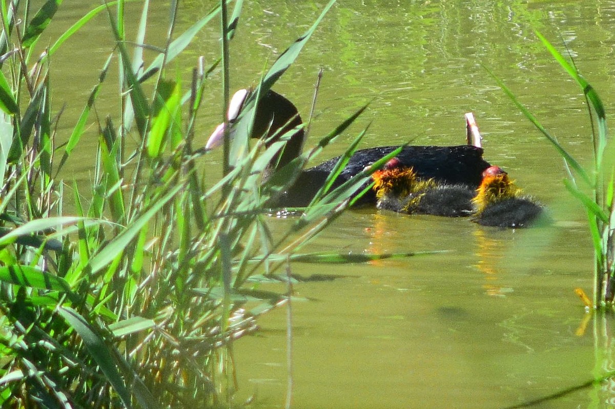 Eurasian Coot - ML237868761