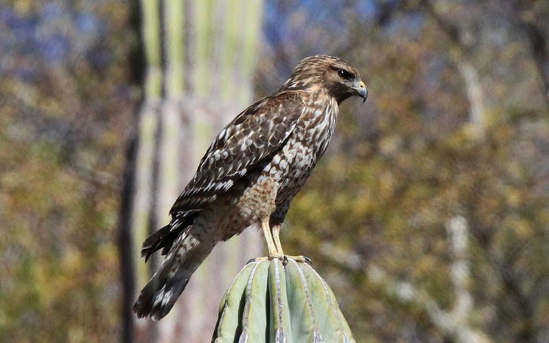 Red-shouldered Hawk - Tom Haglund