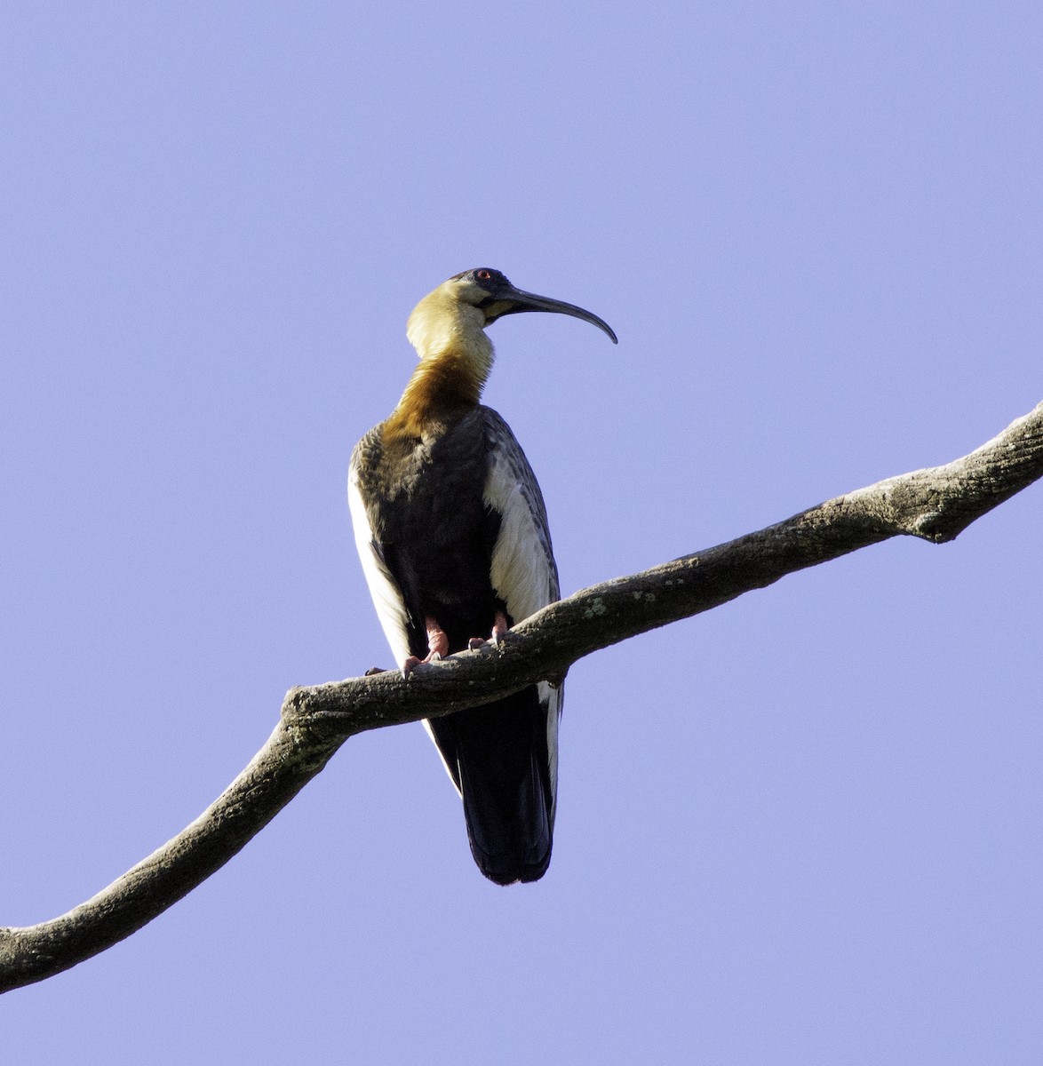 Buff-necked Ibis - ML237870291