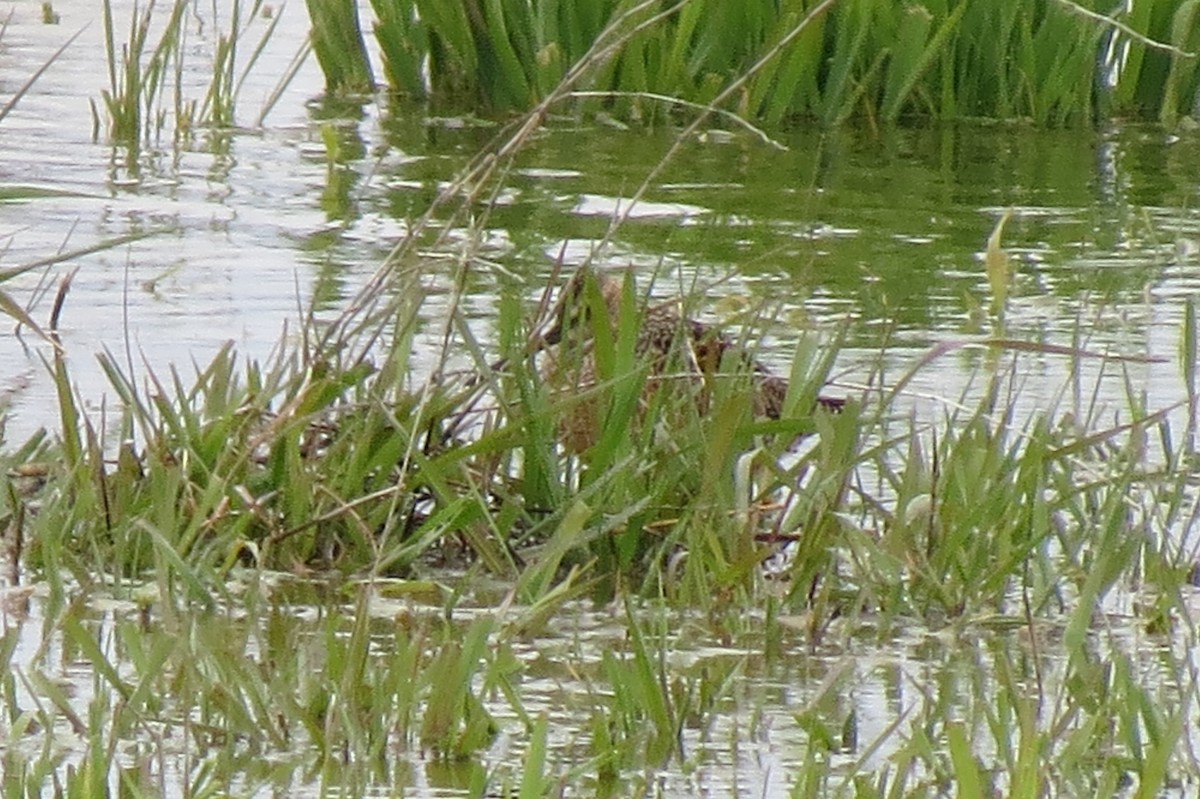 Long-billed Dowitcher - ML237871381