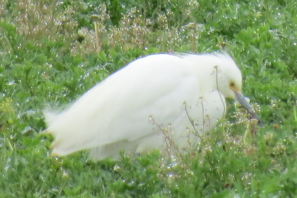 Snowy Egret - ML237871751