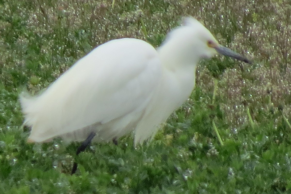 Snowy Egret - ML237871761