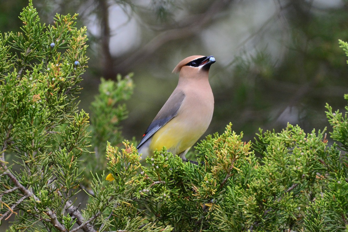 Cedar Waxwing - ML237873041