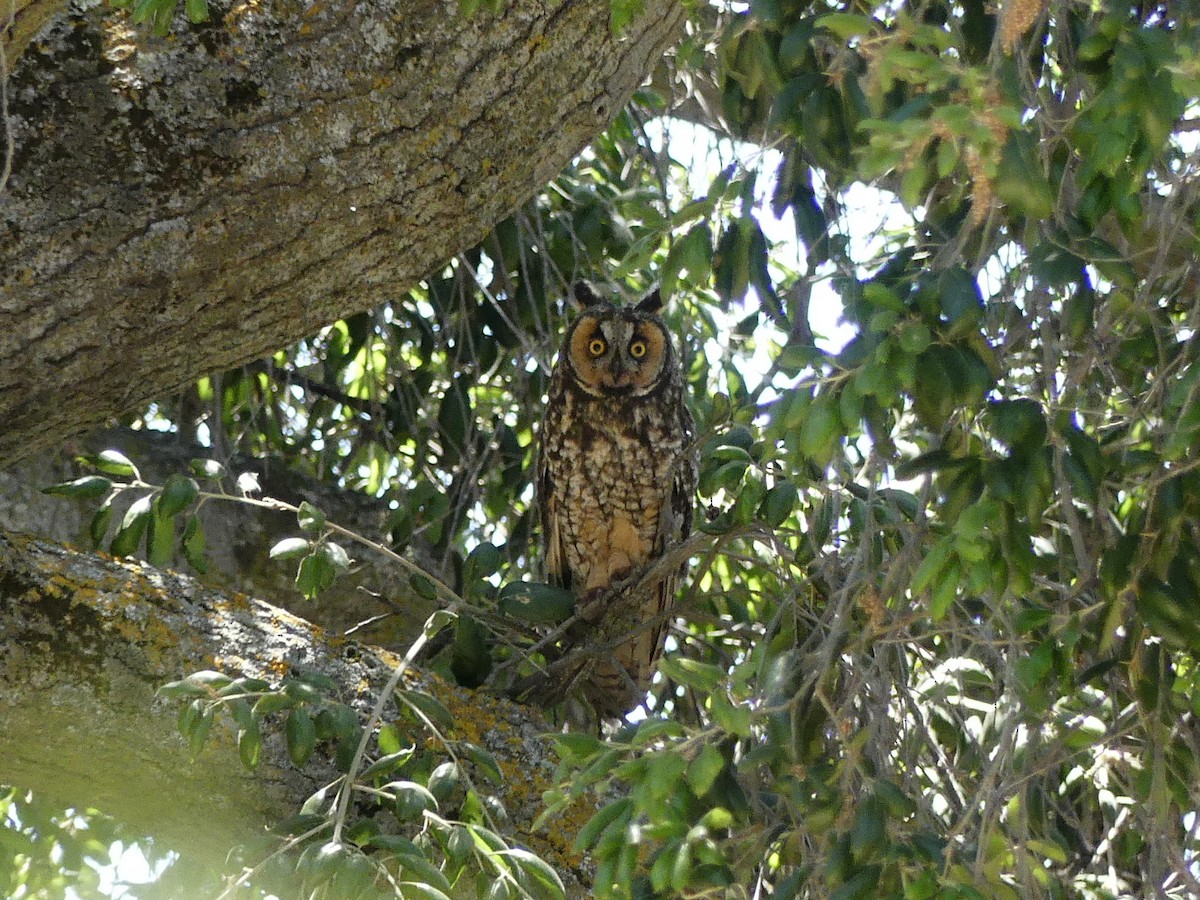Long-eared Owl - Brett Badeaux