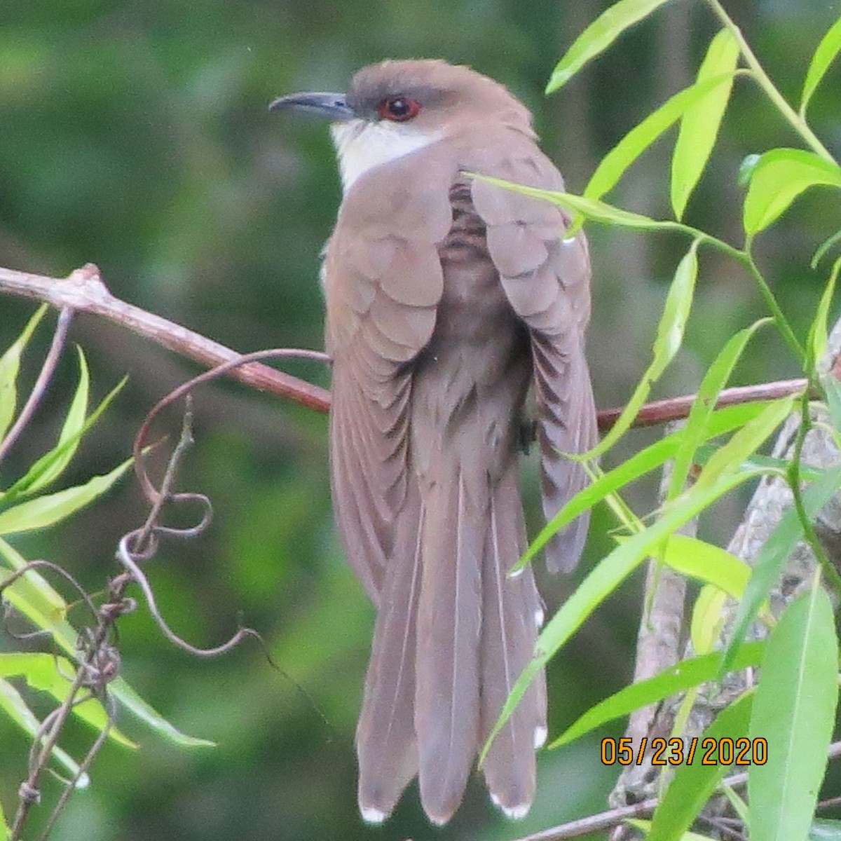 Black-billed Cuckoo - ML237875671