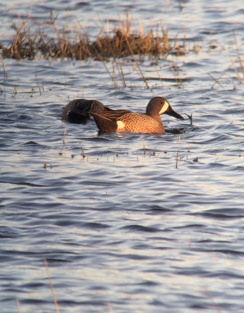 Blue-winged Teal - ML23787581