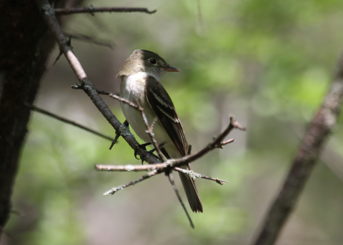 Alder Flycatcher - ML237876381