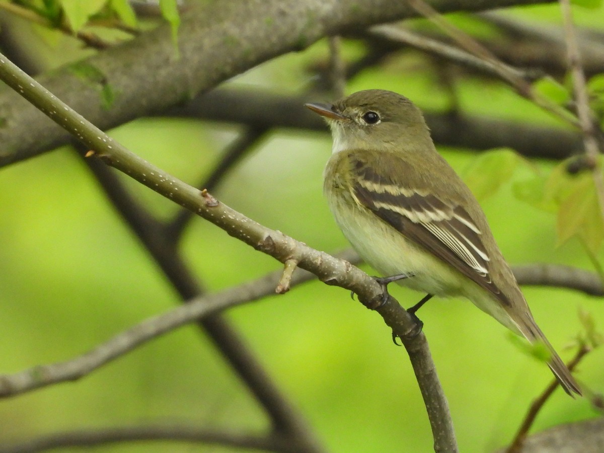 Alder Flycatcher - ML237876611