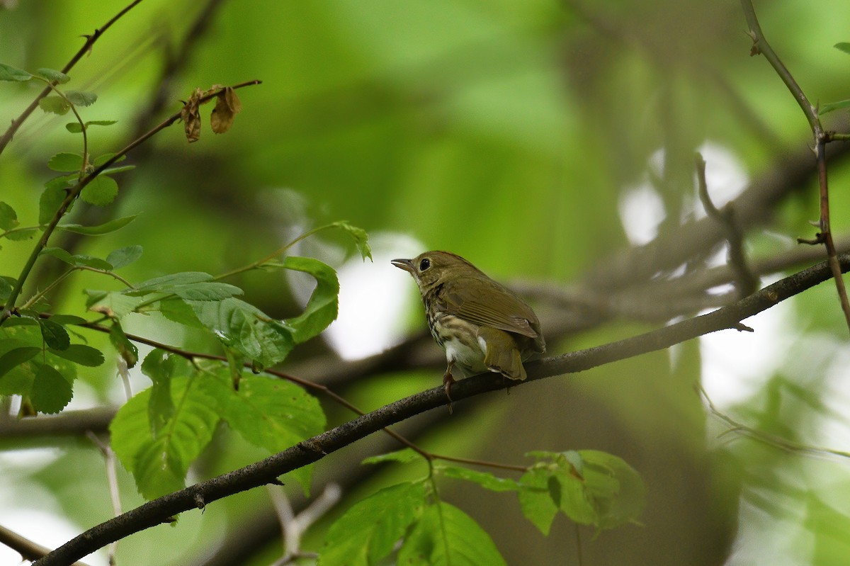 Ovenbird - ML237877681
