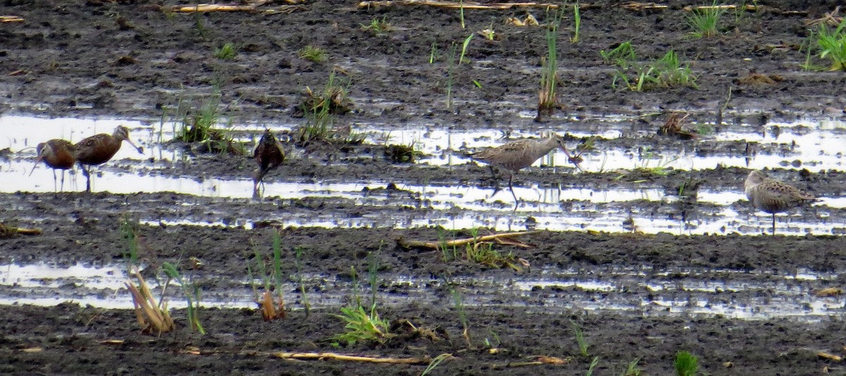 Hudsonian Godwit - ML237878831