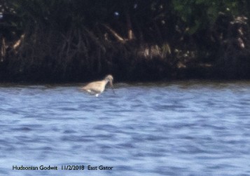 Hudsonian Godwit - ML237879601