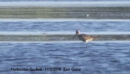Hudsonian Godwit - ML237879611
