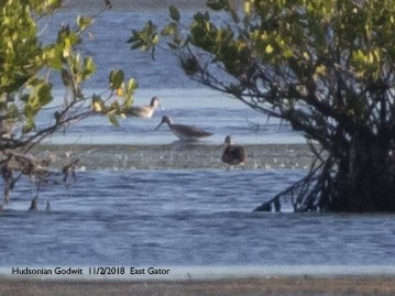 Hudsonian Godwit - ML237879621